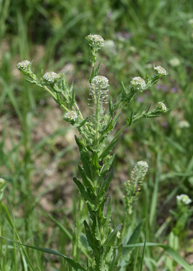 Field Pepperweed photo 8