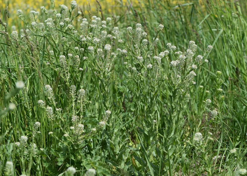 Field Pepperweed photo 9