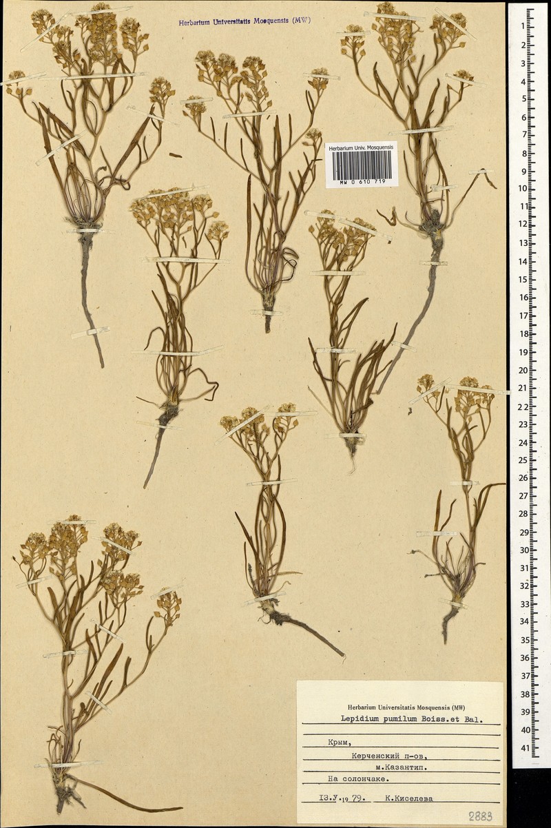 Lepidium cartilagineum subsp. cartilagineum