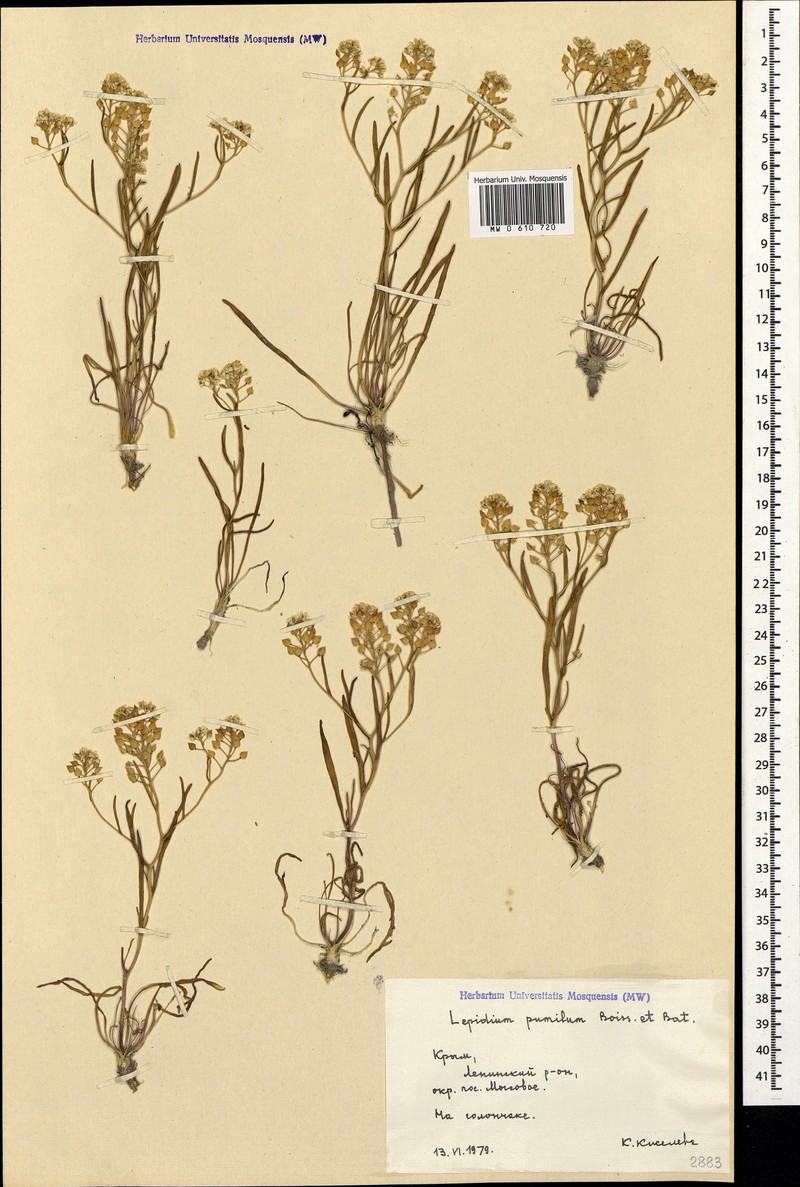 Lepidium cartilagineum subsp. cartilagineum photo 2