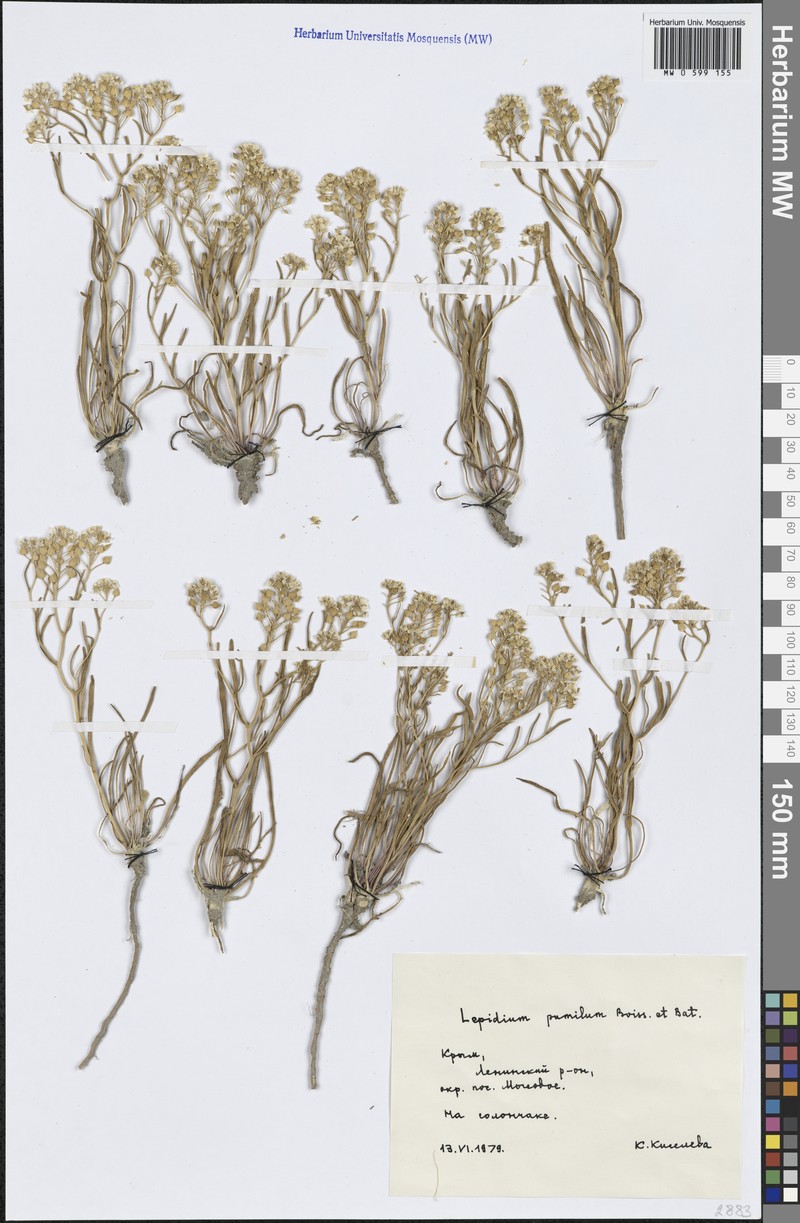 Lepidium cartilagineum subsp. cartilagineum photo 3