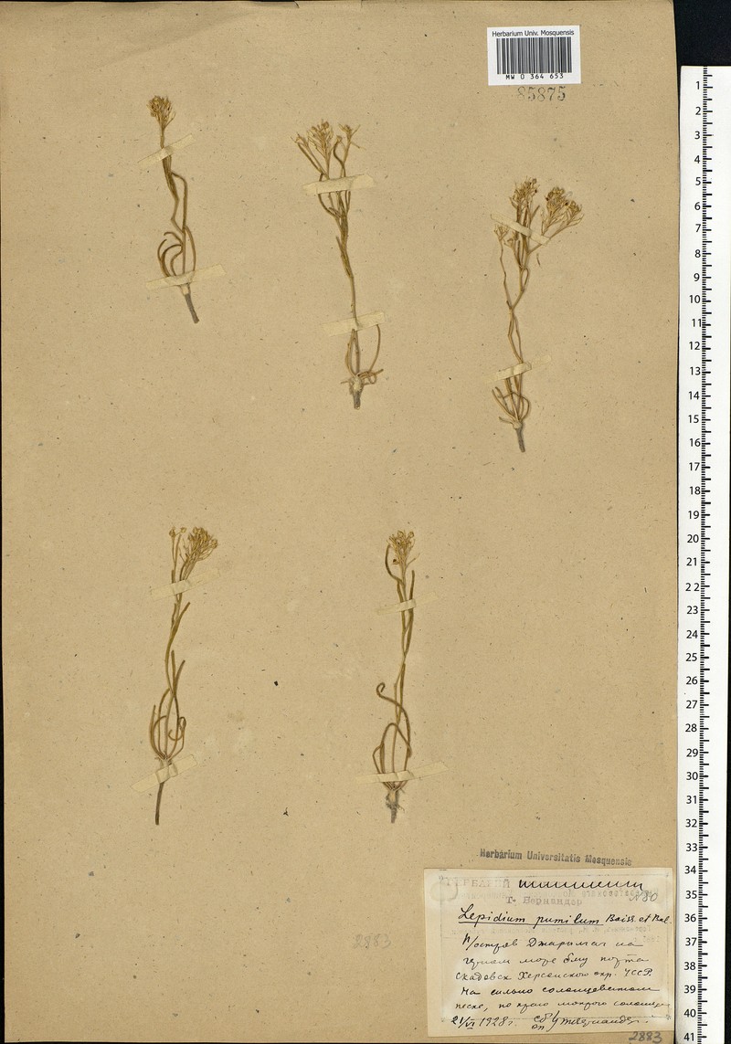 Lepidium cartilagineum subsp. cartilagineum photo 4