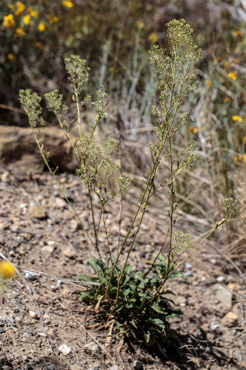 Alkali Pepperweed