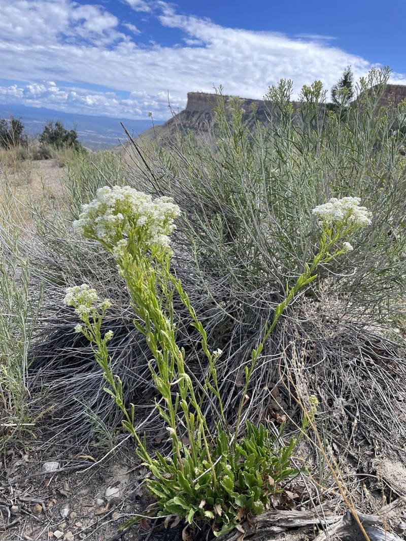 Alkali Pepperweed photo 2