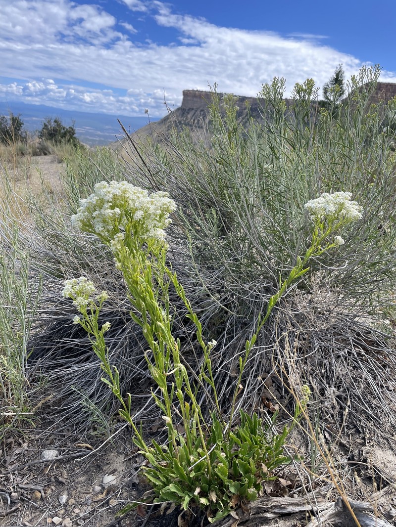 Alkali Pepperweed photo 4