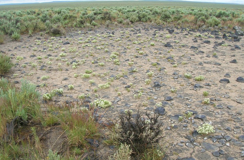 Davis' Pepperweed photo 2
