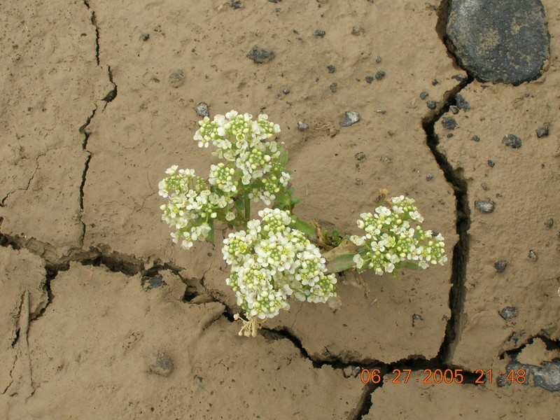 Davis' Pepperweed photo 3