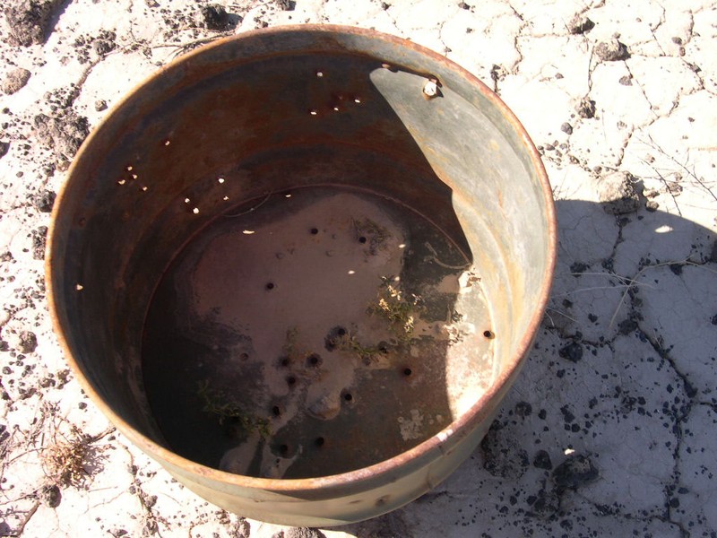 Davis' Pepperweed photo 4