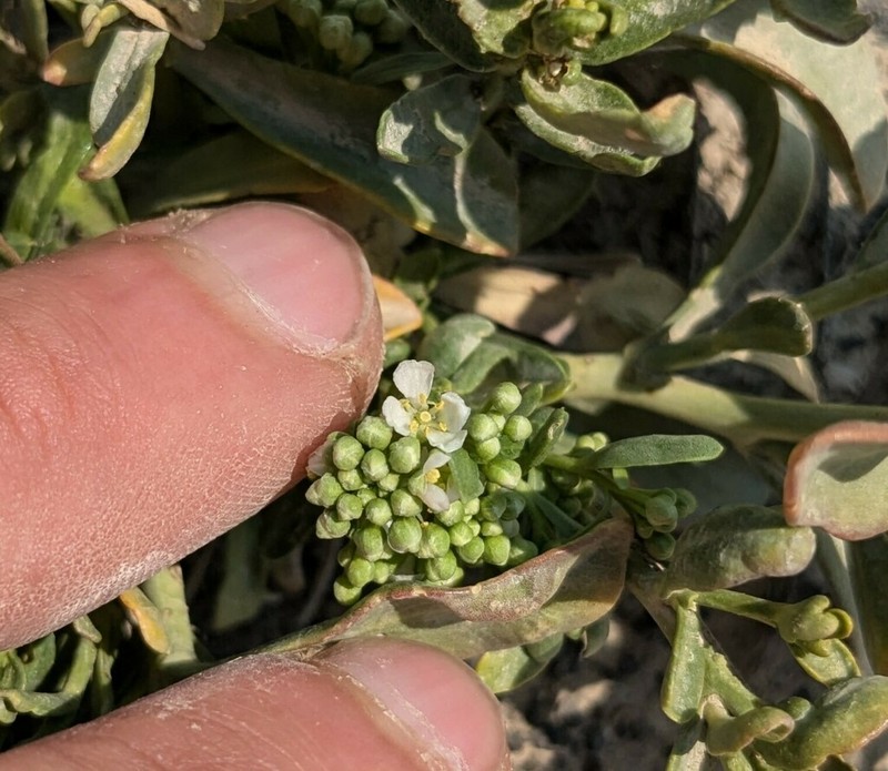 Davis' Pepperweed