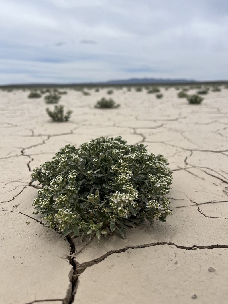 Davis' Pepperweed photo 2