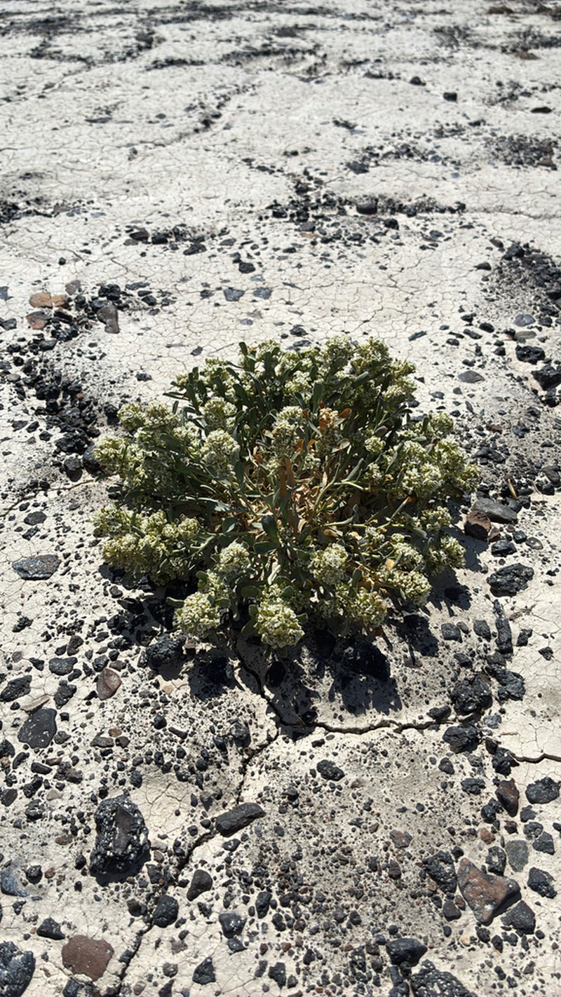 Davis' Pepperweed photo 3