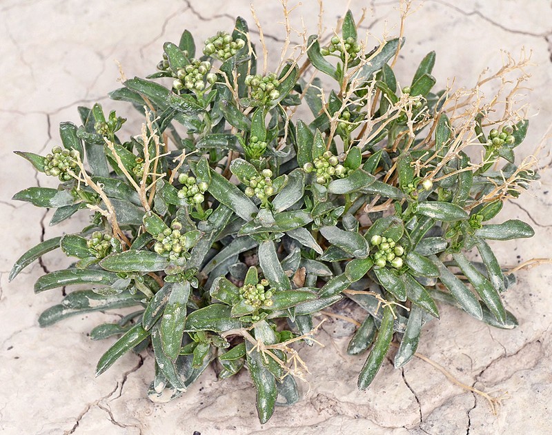 Davis' Pepperweed photo 4