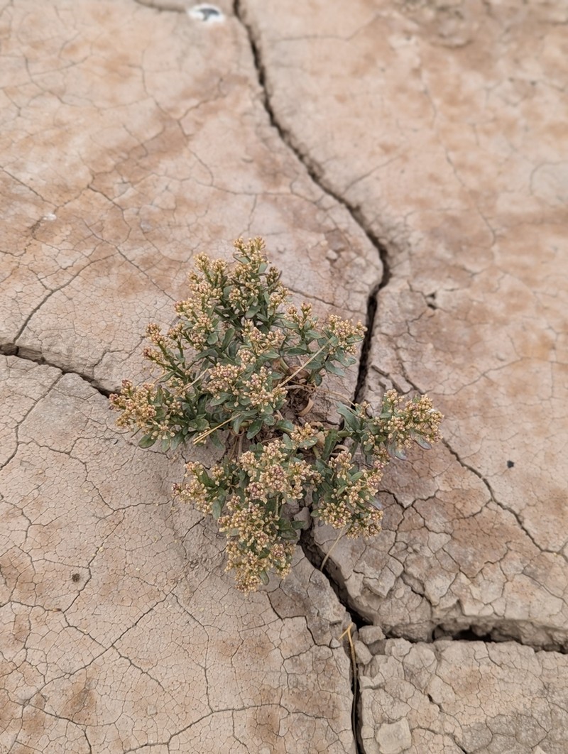 Davis' Pepperweed photo 5