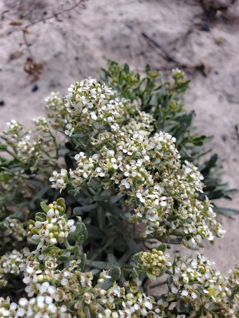 Davis' Pepperweed photo 6