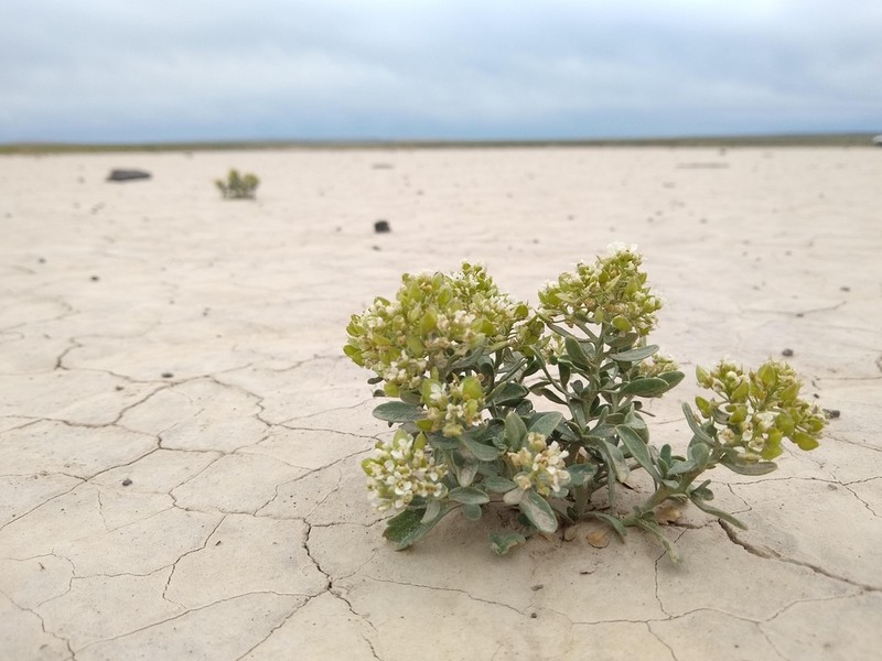 Davis' Pepperweed photo 7