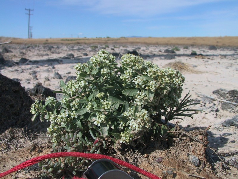 Davis' Pepperweed photo 8