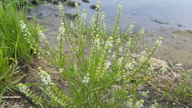 Common Pepperweed photo 2