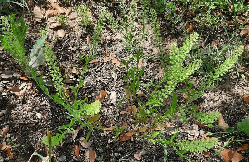 Common Pepperweed