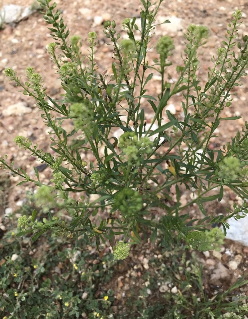 Common Pepperweed photo 2