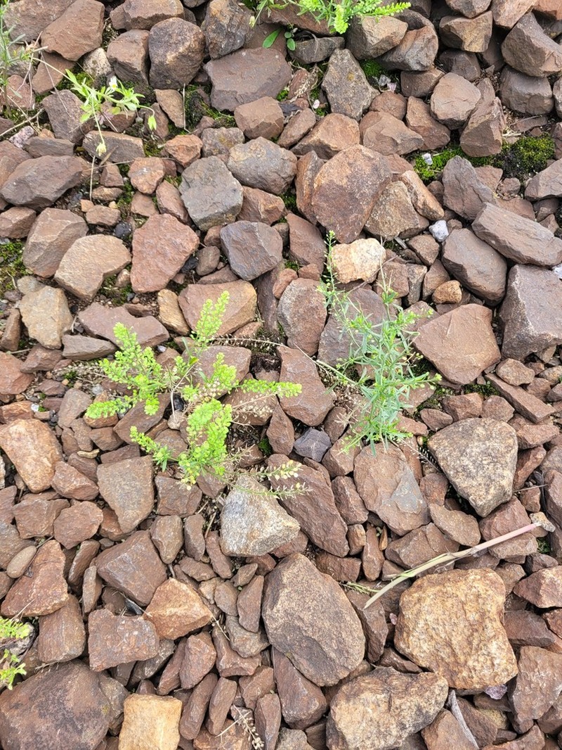 Common Pepperweed photo 3