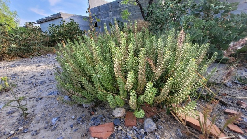 Common Pepperweed photo 4