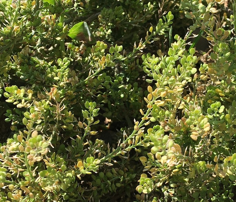 Common Pepperweed photo 5