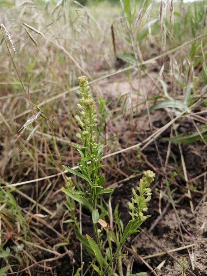 Common Pepperweed photo 6