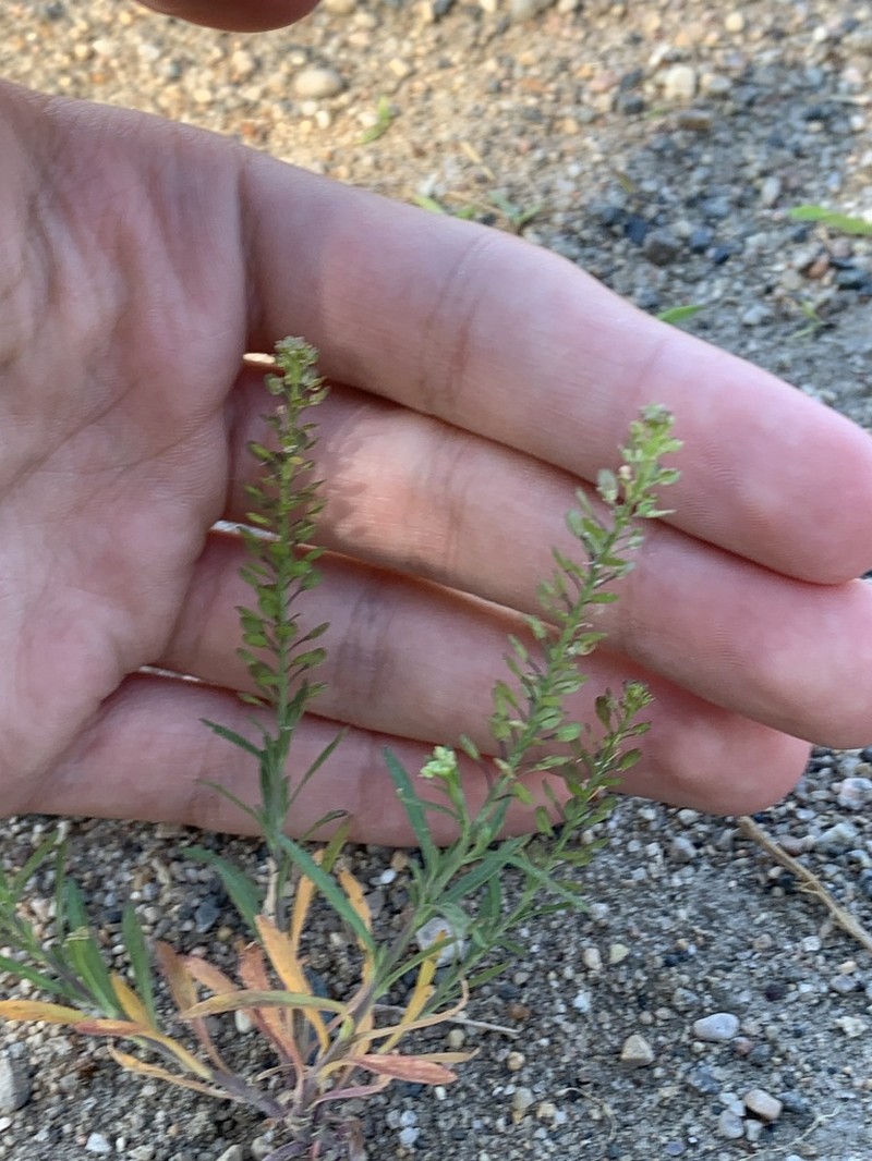 Common Pepperweed photo 7