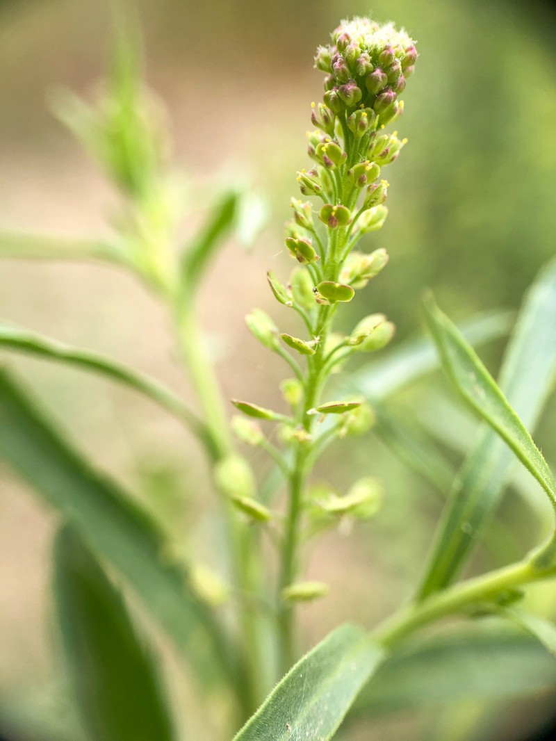 Common Pepperweed photo 8