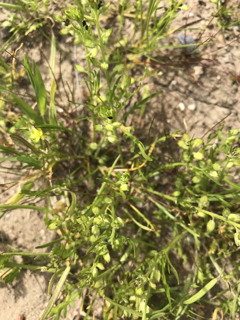 Alkali Pepperweed