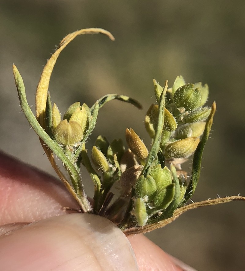 Alkali Pepperweed photo 2