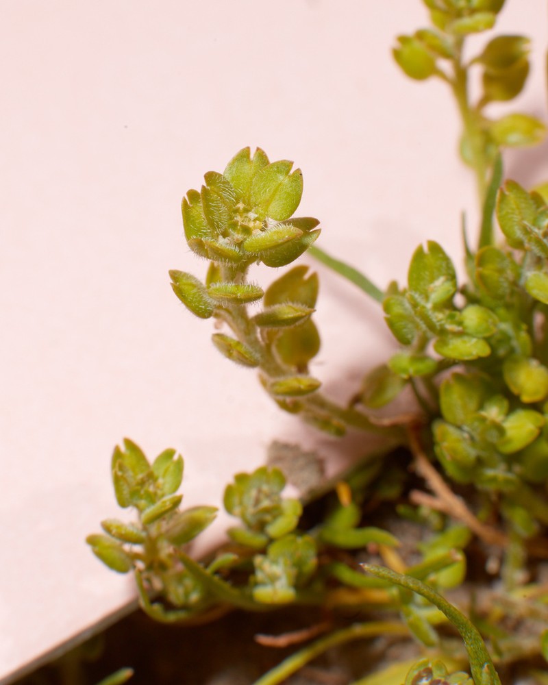 Alkali Pepperweed photo 3