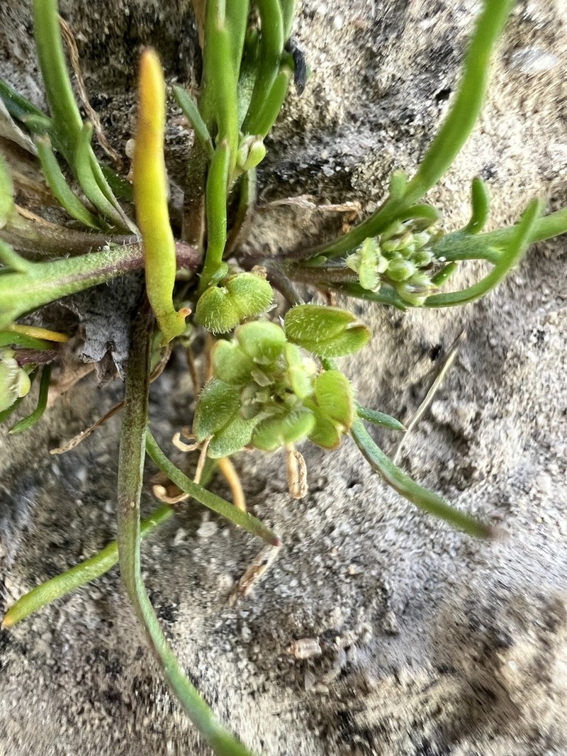 Alkali Pepperweed photo 4