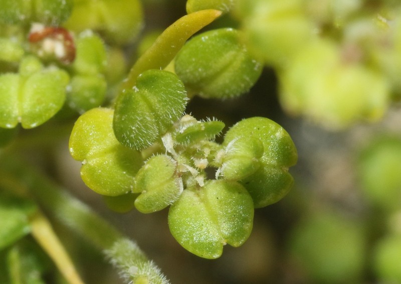 Alkali Pepperweed photo 5