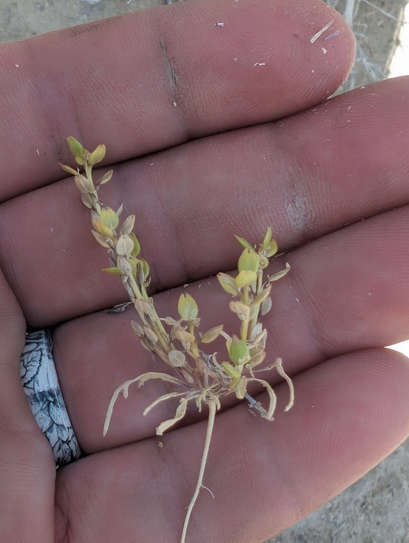 Alkali Pepperweed photo 6