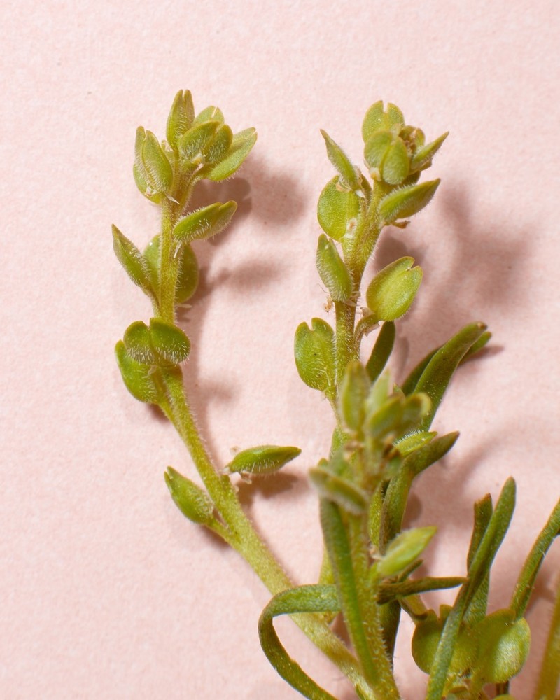 Alkali Pepperweed photo 7