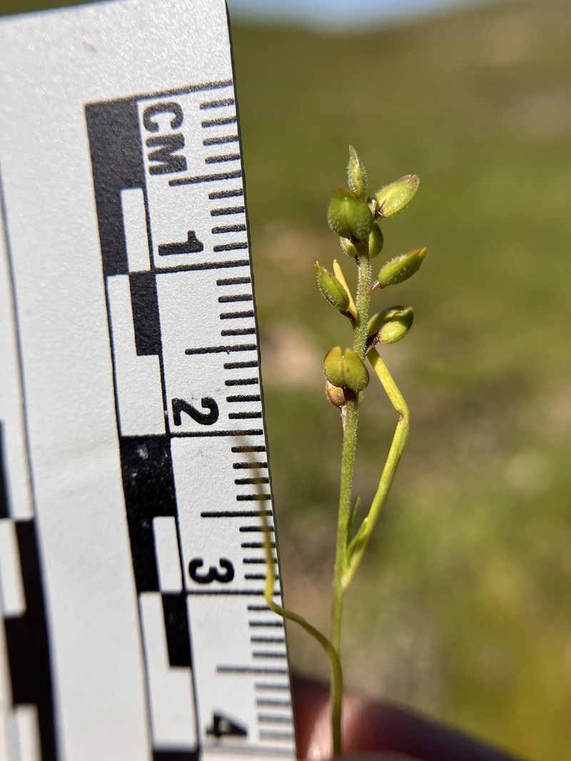 Alkali Pepperweed photo 8