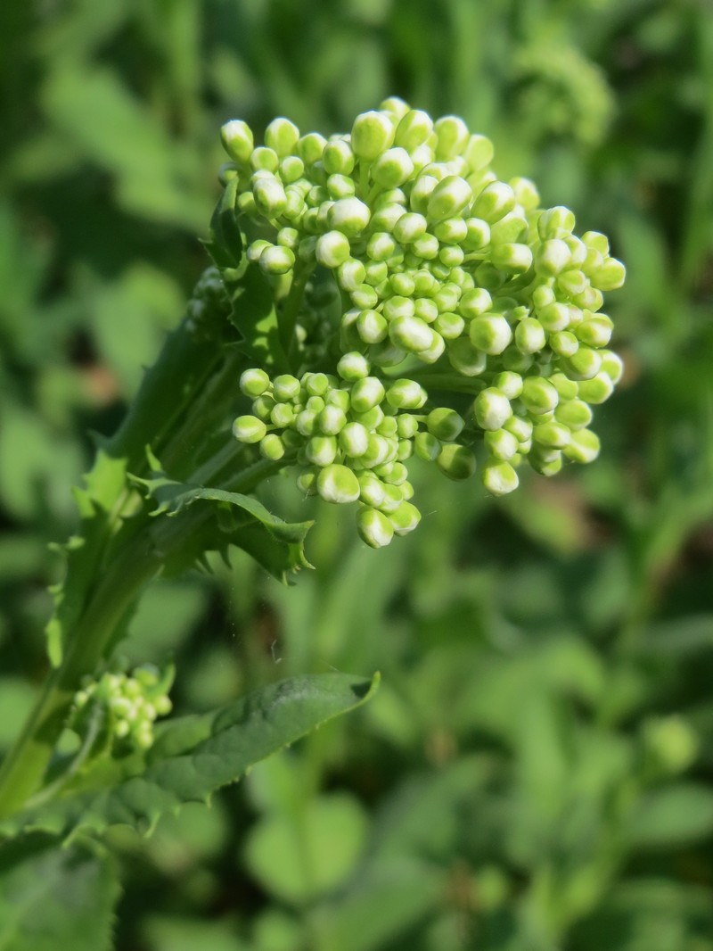 Whitetop photo 8