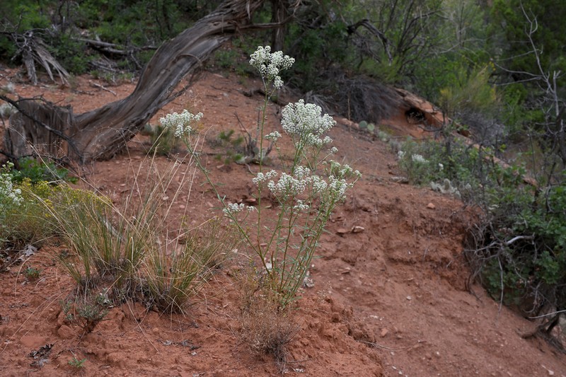 Lepidium eastwoodiae