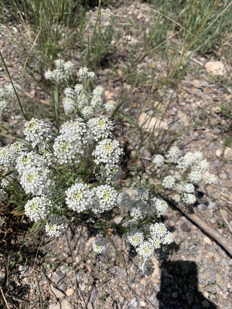 Lepidium eastwoodiae photo 2