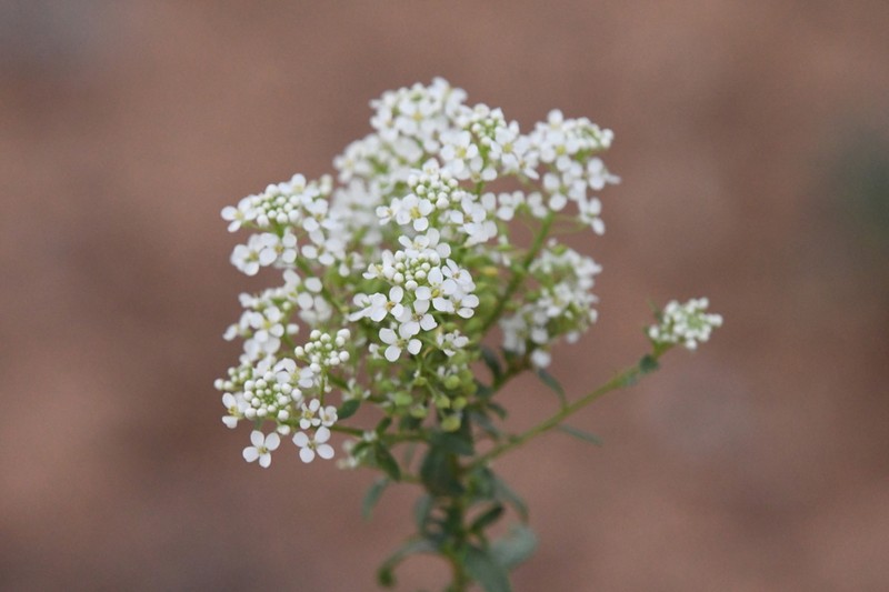 Lepidium eastwoodiae photo 3