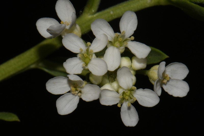 Lepidium eastwoodiae photo 4