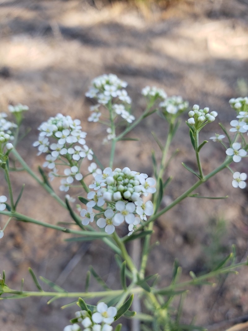Lepidium eastwoodiae photo 5