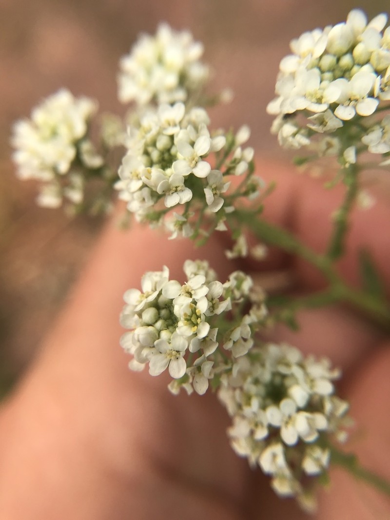 Lepidium eastwoodiae photo 6