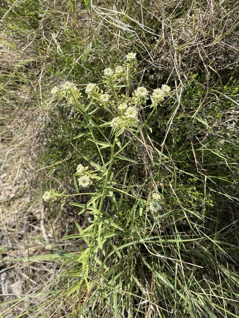 Lepidium eastwoodiae photo 7