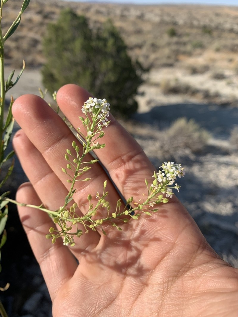 Lepidium eastwoodiae photo 8