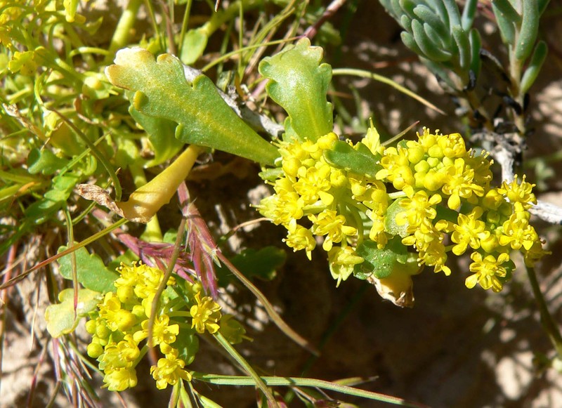 Yellow Pepperweed
