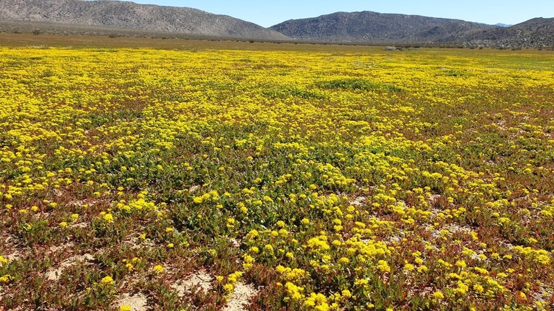 Yellow Pepperweed
