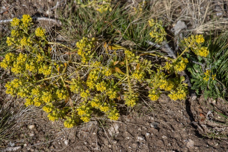 Yellow Pepperweed photo 2