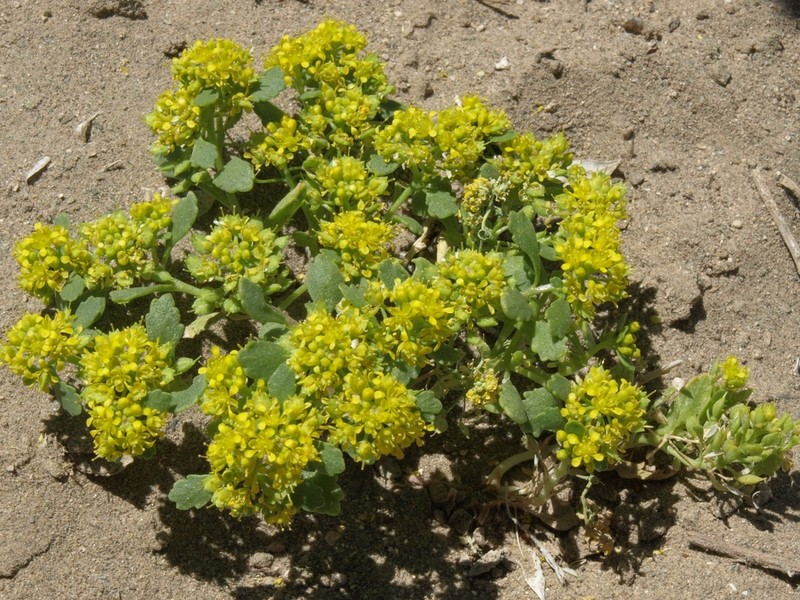 Yellow Pepperweed photo 3